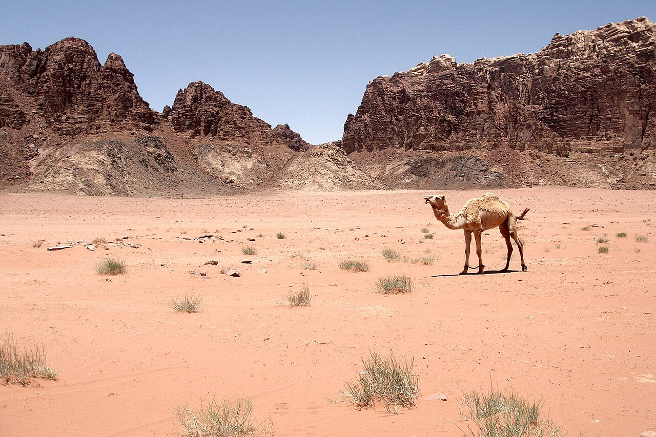 A camel at rest in the Wadi Rum desert.